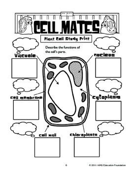 AIMS Activity: Cell Mates by AIMS Education Foundation | TpT