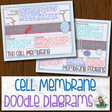 Cell Membrane Biology Doodle Diagrams