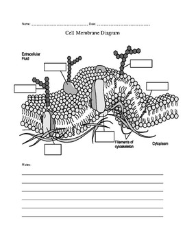 Preview of Cell Membrane Diagram