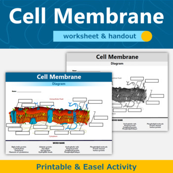 Preview of Cell Membrane Diagram Worksheet and Handout