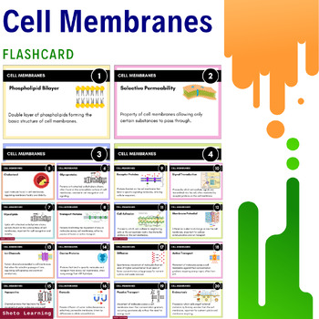 Preview of Cell Membrane Flashcards: Essential Concepts for Biology Students