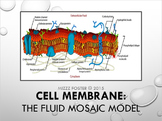 Cell Membrane: Fluid Mosaic Model PowerPoint