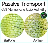 Cell Membrane Lab - Passive Transport - Plasmolysis Plant Lab