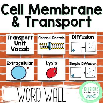 Preview of Cell Membrane, Passive and Active Transport Word Wall and Vocabulary ELL ESL