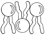 Cell Membrane - Phospholipid Bilayer Components