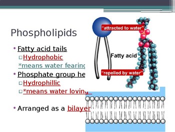 Cell Membrane Phospholipid Bilayer Structure Presentation By