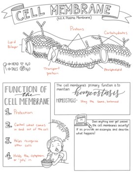 The Cell Membrane  Anatomy  Physiology