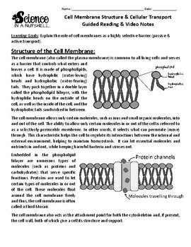 Preview of Cell Membrane Structure & Cellular Transport - Guided Reading & Video Notes