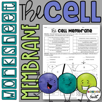 Preview of Cell Membrane Lipid Bilayer Structure Worksheet for Review or Assessment