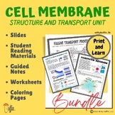 Cell Membrane Structure and Cell Transport Bundle