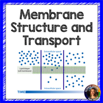 Preview of Cell Membrane Structure and Transport