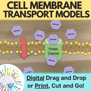 Preview of Cell Membrane Transport Activity, Hands On Cell Membrane Model | Digital + Print