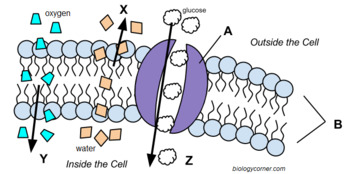 Cell Membrane Transport (Graphic) - Answer Key by Biologycorner | TpT