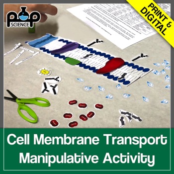Preview of Cell Membrane Transport Manipulative Activity Digital and Printable