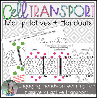 Preview of Cell Membrane Transport Manipulatives: Active and Passive Cell Transport
