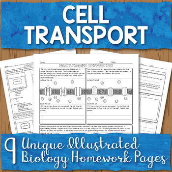 Preview of Cell Membrane Transport Unit Homework Page Bundle