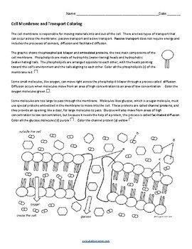 Cell Membrane and Transport Coloring (KEY) by Biologycorner | TpT