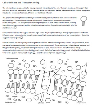 46+ Cell Membrane Structure And Function Pogil Answer Key Pictures