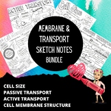 Cell Membrane and Transport Sketch Notes Bundle