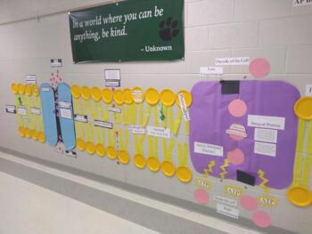 Preview of Cell Membrane and Transport Wall Model Project