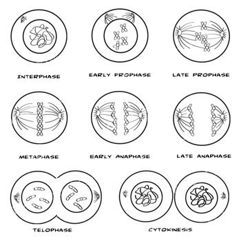 Cell Mitosis Clip Art - Cytokinesis - Cell Division - Color + B&W