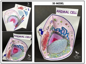 Cell Model Animal Cell 3d By Nitty Gritty Science Tpt