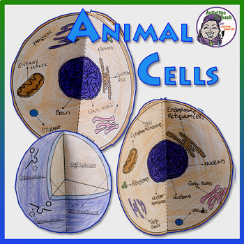 Cell Models: 3D Foldable Model Combo of Animal & Plant Cell | TPT