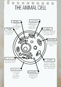 Cell Notes-Biology by Savannah Perry | TPT