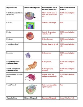 Cell Organelle Chart by Lisa Rezash | TPT