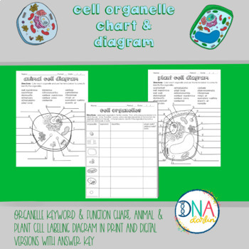 Cell Organelle Chart & Diagram Labeling (Google Slides digital version  included)