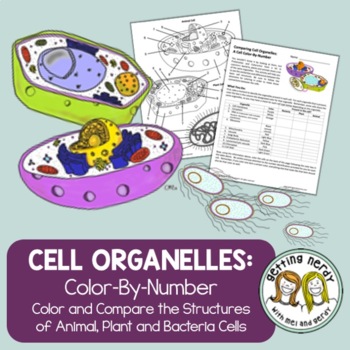 Preview of Cell Organelle - Color by Number Activity