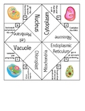 Cell Organelle Cootie Catcher