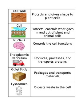 Preview of Cell Organelle Matching