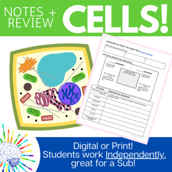 Preview of Cell Organelle Notes and Review Activity | Digital or Print!
