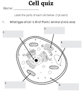 Plant Cell Animal Cell Quiz Teaching Resources | TPT