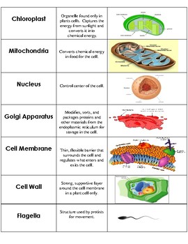 Cell Organelle Sort by The Biotic Factor | Teachers Pay Teachers