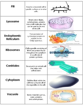 download organelles for free