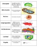 Cell Organelle Sort