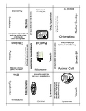 Cell Organelle Structure and Function Puzzle