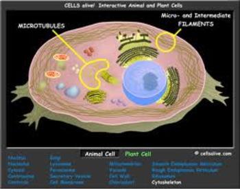 Preview of Cell Organelle WebQuest- CellsAlive.com