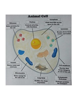 Animal Cell Organelles and Function Poster by Science Spot ...