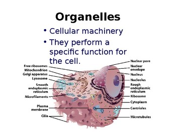 CELL ORGANELLES Grade 10 Science Power Point (22 PAGES) by Doc Mathewson