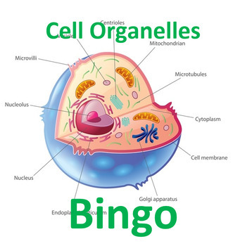 Cell Organelles Bingo (for both animal and plant cells) | TpT