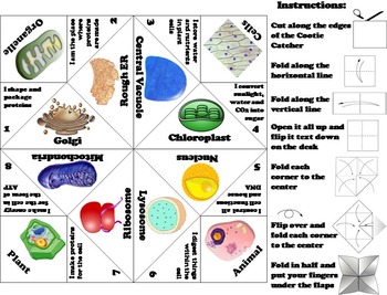 Plant and Animal Cell Organelles & Function Activity/ Foldable - Cell  Structure