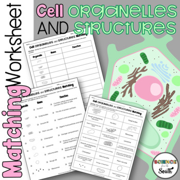 Preview of Cell Organelles and Structures Matching Worksheet Activity with Differentiation