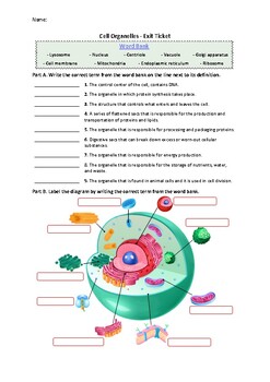 Preview of Cell Organelles - Exit Ticket | Printable Science Worksheets
