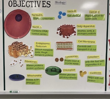 Preview of Cell Organelles Interactive Word Wall & Graphic Organizer