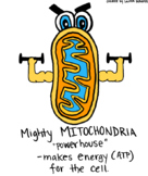 Cell Organelles- Mitochondria