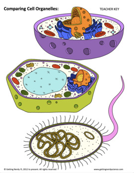 Plant, Animal, & Bacteria Cells Comparison - Distance Learning + Digital  Lesson