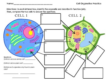 Preview of Cell Organelles Practice